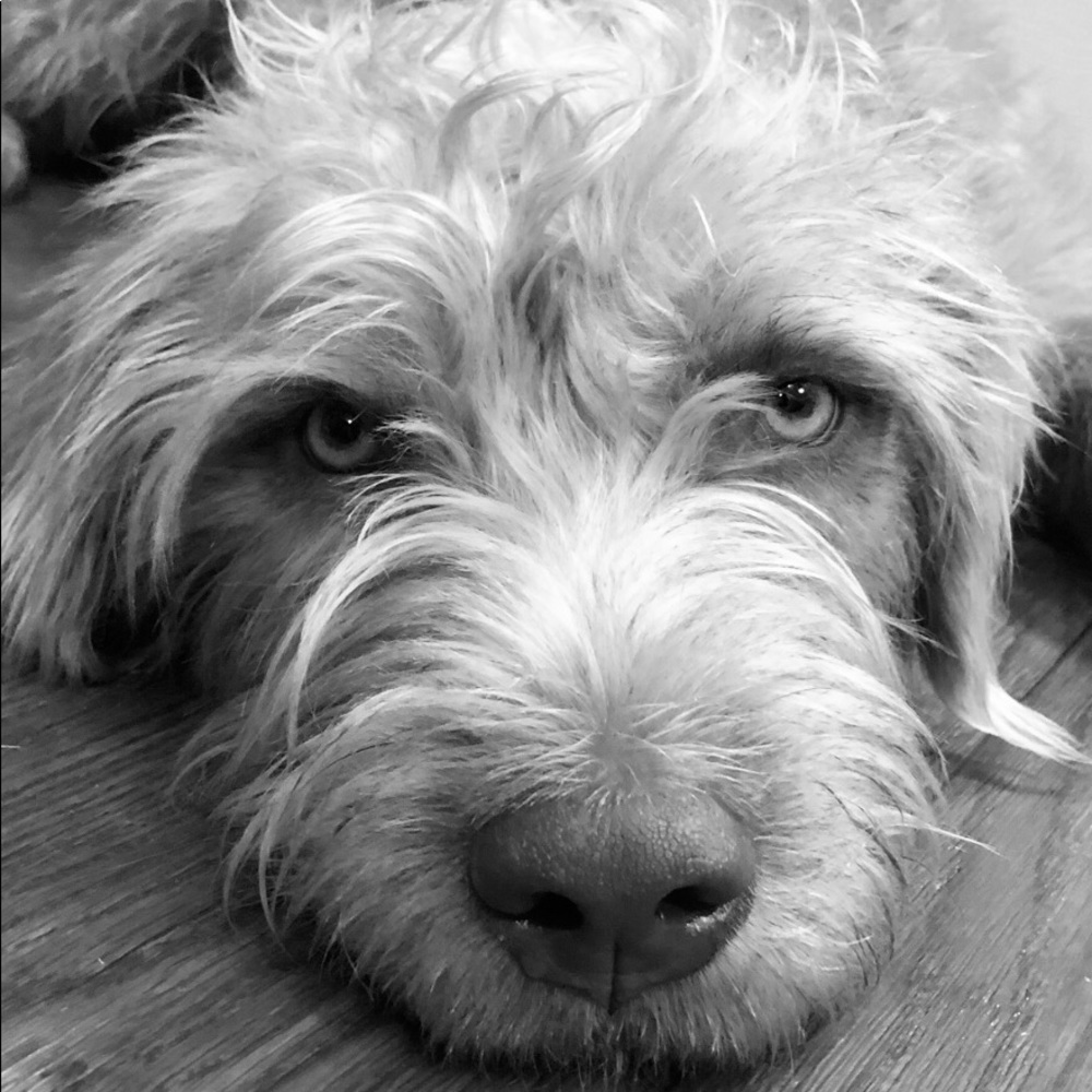 Meet your Posher, Molly